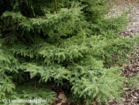 Picea mariana